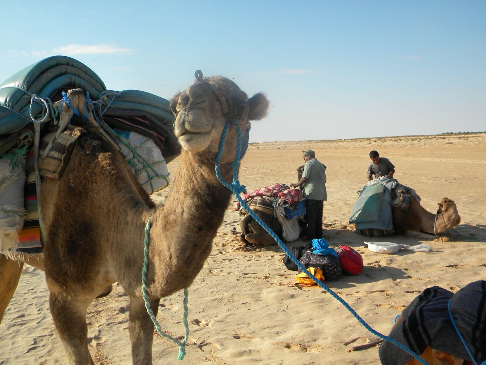 Chameau dans le desert